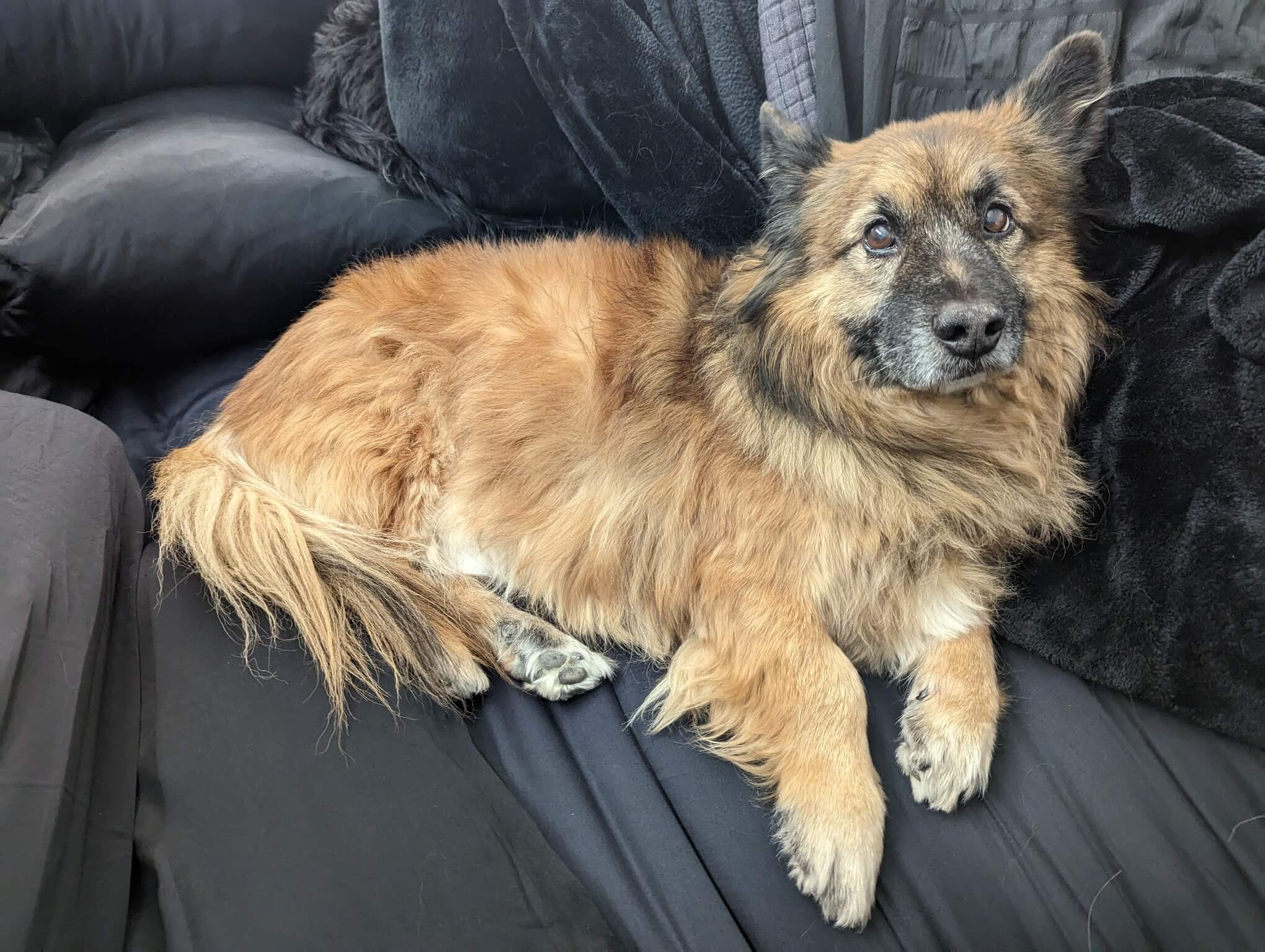 Koopa, the cute doggo, laying on a black bed with black bedding.